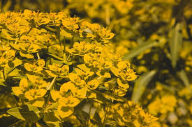 Attēlu rezultāti vaicājumam “Euphorbia palustris flower”