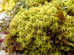 Attēlu rezultāti vaicājumam “Paludella squarrosa”