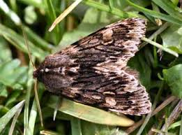 Attēlu rezultāti vaicājumam “Brachionycha nubeculosa”