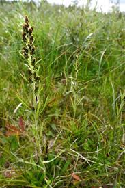 Attēlu rezultāti vaicājumam “Gnaphalium sylvaticum”