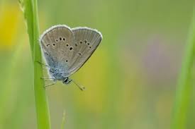 Attēlu rezultāti vaicājumam “Cyaniris semiargus”