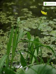 Attēlu rezultāti vaicājumam “Ranunculus lingua bud”