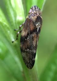 Attēlu rezultāti vaicājumam “Aphrophoridae”