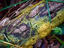 Attēlu rezultāti vaicājumam “Physarum ovisporum sessile”