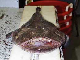 Image result for Lophius americanus