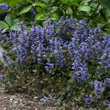 Attēlu rezultāti vaicājumam “Ajuga reptans bud”