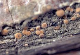 Attēlu rezultāti vaicājumam “Fellhanera subtilis”