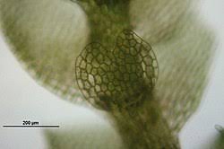 Attēlu rezultāti vaicājumam “Calypogeia neesiana”