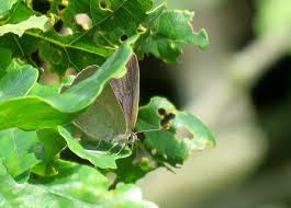 Attēlu rezultāti vaicājumam “Favonius quercus underside”