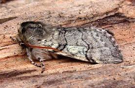 Attēlu rezultāti vaicājumam “Achlya flavicornis”