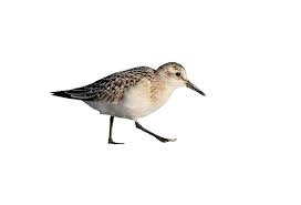 Attēlu rezultāti vaicājumam “Calidris”