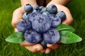 Attēlu rezultāti vaicājumam “Vaccinium myrtillus fruit”