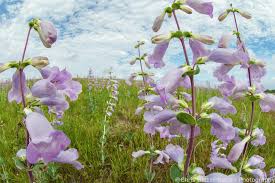 Image result for Penstemon