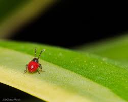 Attēlu rezultāti vaicājumam “Pyrrhocoris apterus imago”