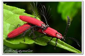 Attēlu rezultāti vaicājumam “Lycidae”