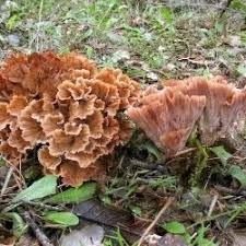 Image result for Podoscypha multizonata