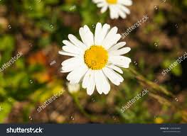 Image result for Chrysanthemum leucanthemum