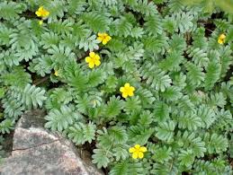 Attēlu rezultāti vaicājumam “Potentilla arenaria leaf”