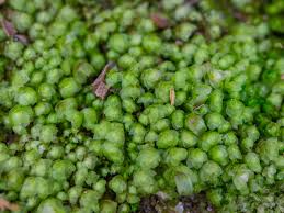 Attēlu rezultāti vaicājumam “Scapania apiculata”