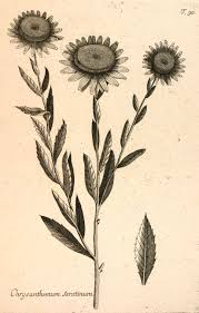 Image result for Leucanthemella serotina
