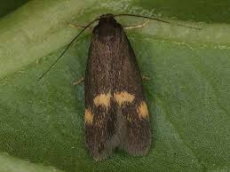 Attēlu rezultāti vaicājumam “Borkhausenia minutella”