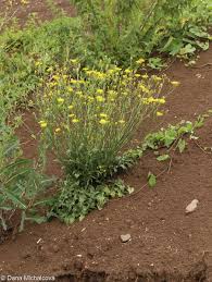 Attēlu rezultāti vaicājumam “Crepis biennis”
