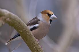 Attēlu rezultāti vaicājumam “Coccothraustes coccothraustes”