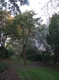 Attēlu rezultāti vaicājumam “Cydonia oblonga”