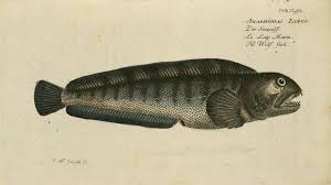 Image result for Anarhichas denticulatus