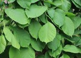 Attēlu rezultāti vaicājumam “Ulmus glabra leaf”