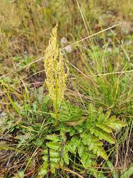 Attēlu rezultāti vaicājumam “Botrychium multifidum”