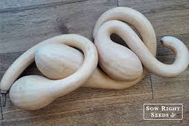 Image result for tromboncino