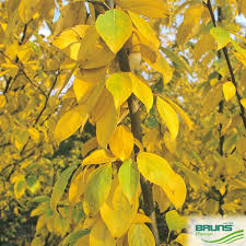 Attēlu rezultāti vaicājumam “Populus x berolinensis”