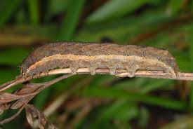 Attēlu rezultāti vaicājumam “Xestia c-nigrum”