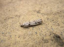 Attēlu rezultāti vaicājumam “Phycitodes binaevella”