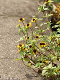 Image result for Sanvitalia procumbens