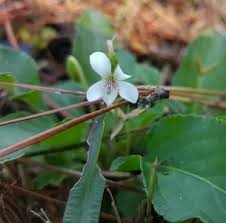 Attēlu rezultāti vaicājumam “Viola epipsila leaf”