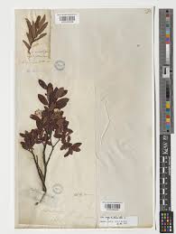 Attēlu rezultāti vaicājumam “Salix myrtilloides”