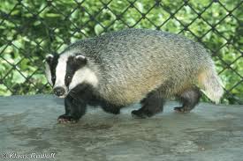 Attēlu rezultāti vaicājumam “Meles meles”