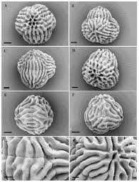 Attēlu rezultāti vaicājumam “Jungermannia sphaerocarpa sporophyte”