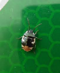 Attēlu rezultāti vaicājumam “Tritomegas bicolor nymph”