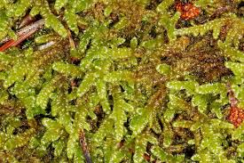 Attēlu rezultāti vaicājumam “Hypnum cupressiforme var. lacunosum sporophyte”