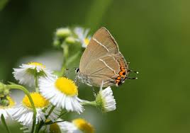 Attēlu rezultāti vaicājumam “Satyrium w-album”