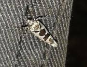 Attēlu rezultāti vaicājumam “Ypsolopha sequella”