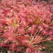 Attēlu rezultāti vaicājumam “Drosera intermedia”