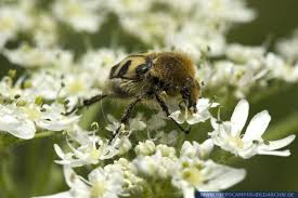 Attēlu rezultāti vaicājumam “Trichius fasciatus”