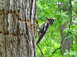 Image result for Sphyrapicus varius