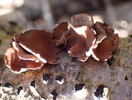 Attēlu rezultāti vaicājumam “Encoelia furfuracea”