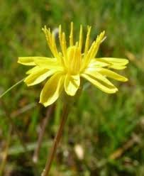 Attēlu rezultāti vaicājumam “Crepis biennis leaf”