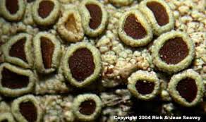 Attēlu rezultāti vaicājumam “Lecanora argentata”